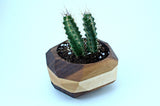 Walnut & Maple Geometric Planter Home & Garden Pinwheel 