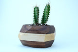 Walnut & Maple Geometric Planter Home & Garden Pinwheel 